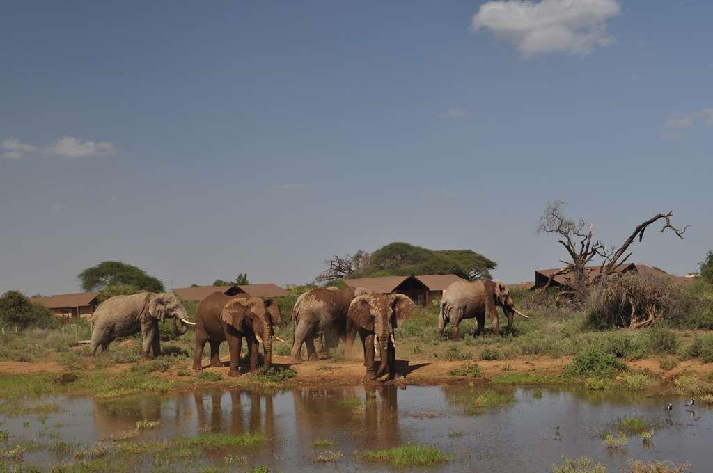 Kilima Safari Camp Hotel Oloitokitok Kültér fotó